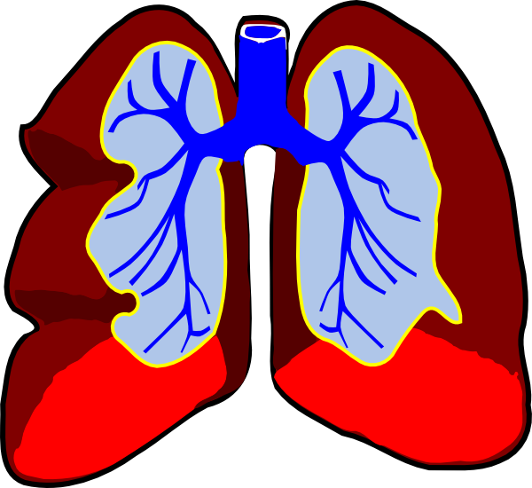 Lungs Clip Art At Clker Com   Vector Clip Art Online Royalty Free
