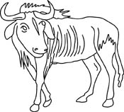 Gnu Wildebeest Pictures   Graphics   Illustrations   Clipart   Photos