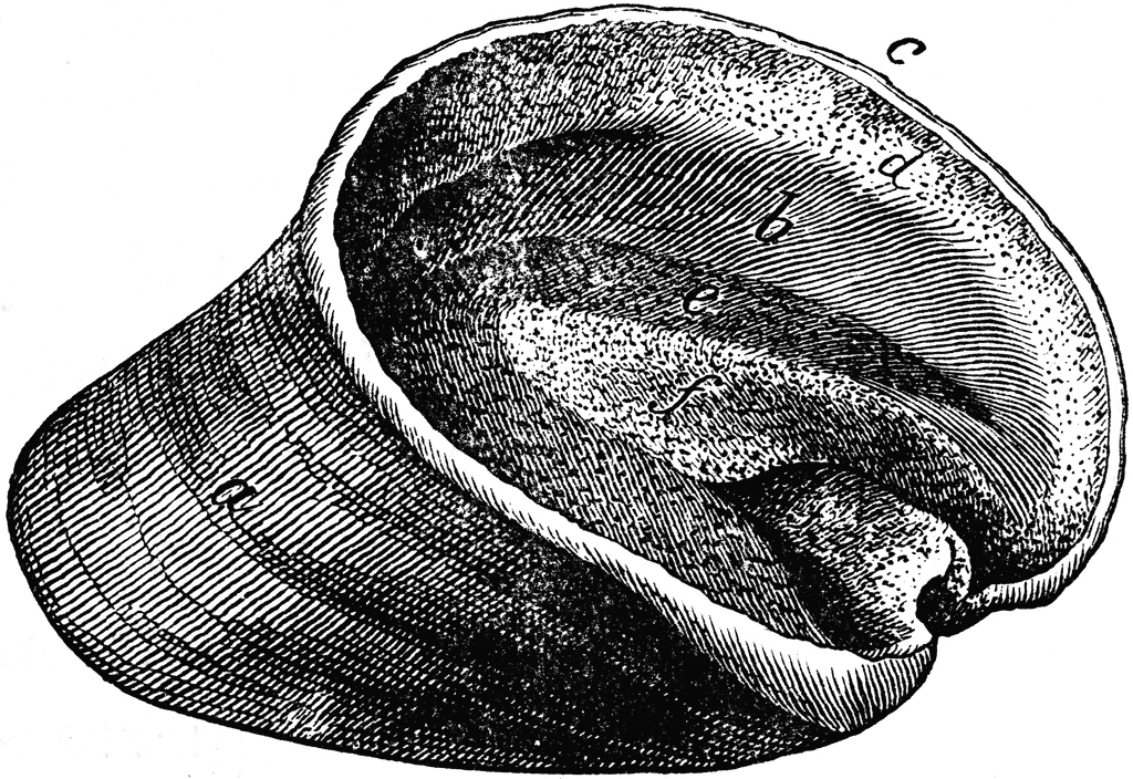 Horse Hoof Anatomy Image Search Results