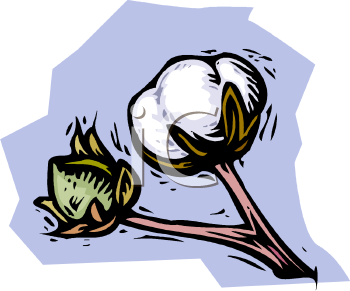Cotton Clipart 0511 1006 2915 1951 Cotton Boll Ready To Be Picked