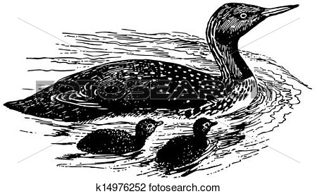 Clipart   Bird Red Throated Loon  Fotosearch   Search Clip Art    