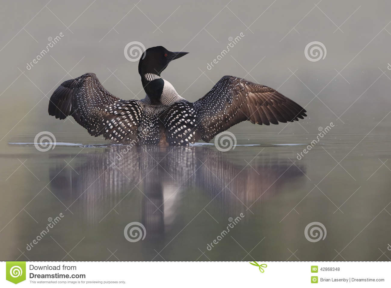 Common Loon  Gavia Immer  Rising Out Of Water On A Misty Lake    