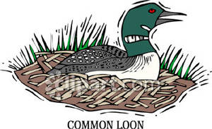 Common Loon   Royalty Free Clipart Picture