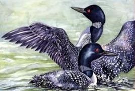 Tags Common Loon Birds Did You Know The Common Loon Is The State Bird