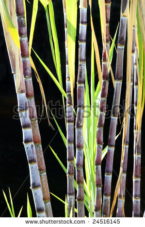 Sugar Cane Clipart Detail Of Sugar Cane Plants