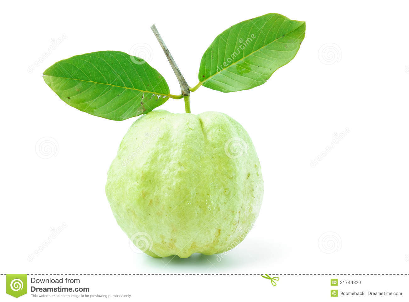 Guava Fruit Has Green Skin And White Flesh Vitamin C