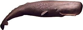 Sperm Whale Clip Art