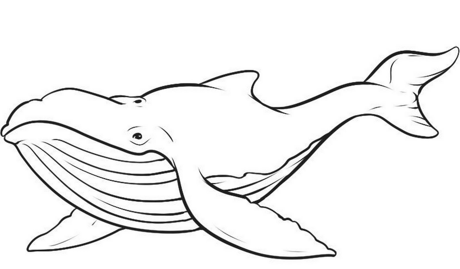 Sperm Whale Clip Art   Clipart Best
