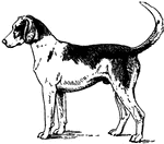 The Foxhound Of Great Britain Is A Dog Of Notable Pedigree  The Modern