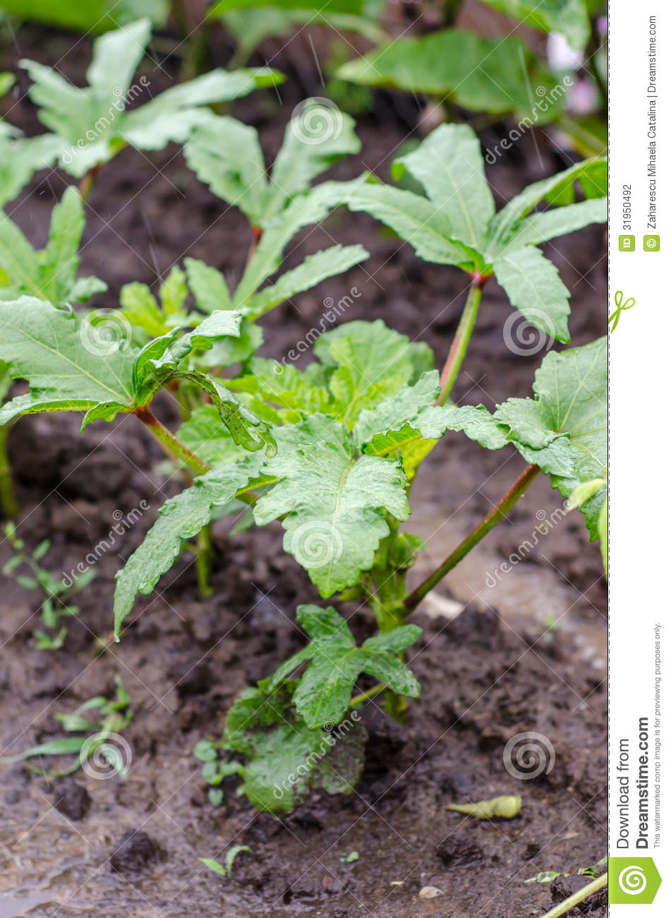 Okra Plants Stock Photography   Image  31950492