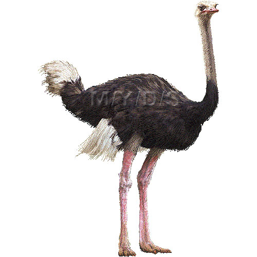 Ostrich Clipart Graphics  Free Clip Art