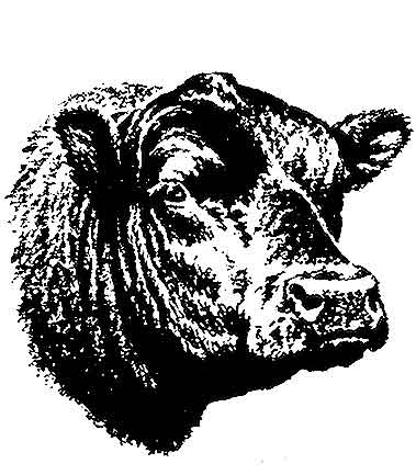Beef Cattle Clipart Screen Savers And Clip Art
