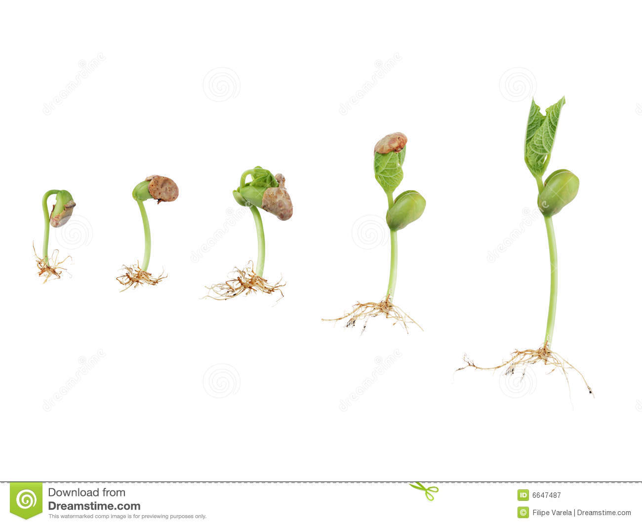Royalty Free Stock Photography  Bean Seed Germination