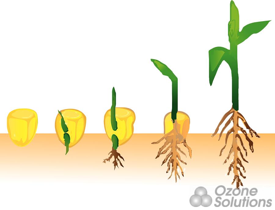 Seed Germination Clipart Corn Seed Germination