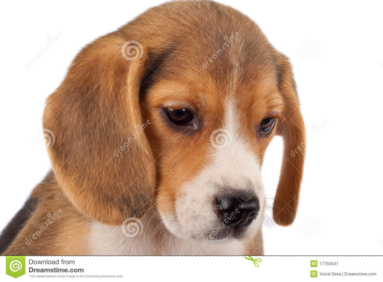 Beagle Face Stock Image   Image  17755041