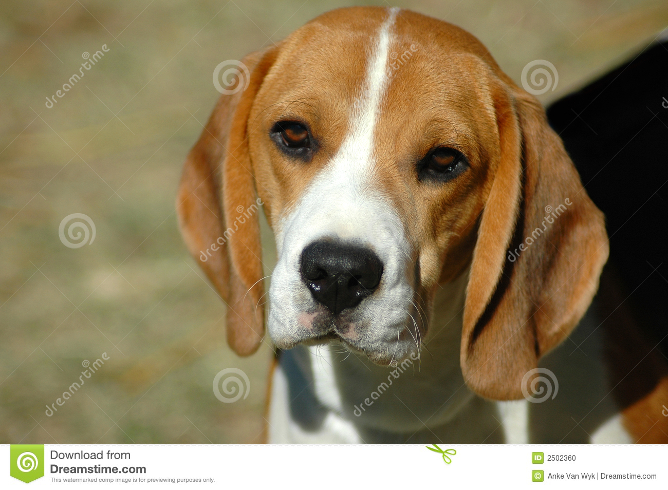 Beagle Hound Dog Head Portrait With Cute Expression In The Face