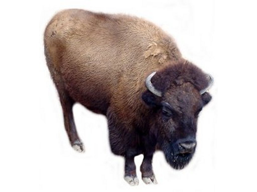 Buffalo Clip Art Pictures   Free Quality Clipart