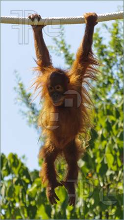 Baby Orangutan Hanging From A White Rope