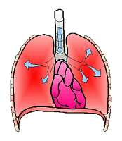The Anatomy Of Breathing  Proper Breathing Absorbs A Special Energy