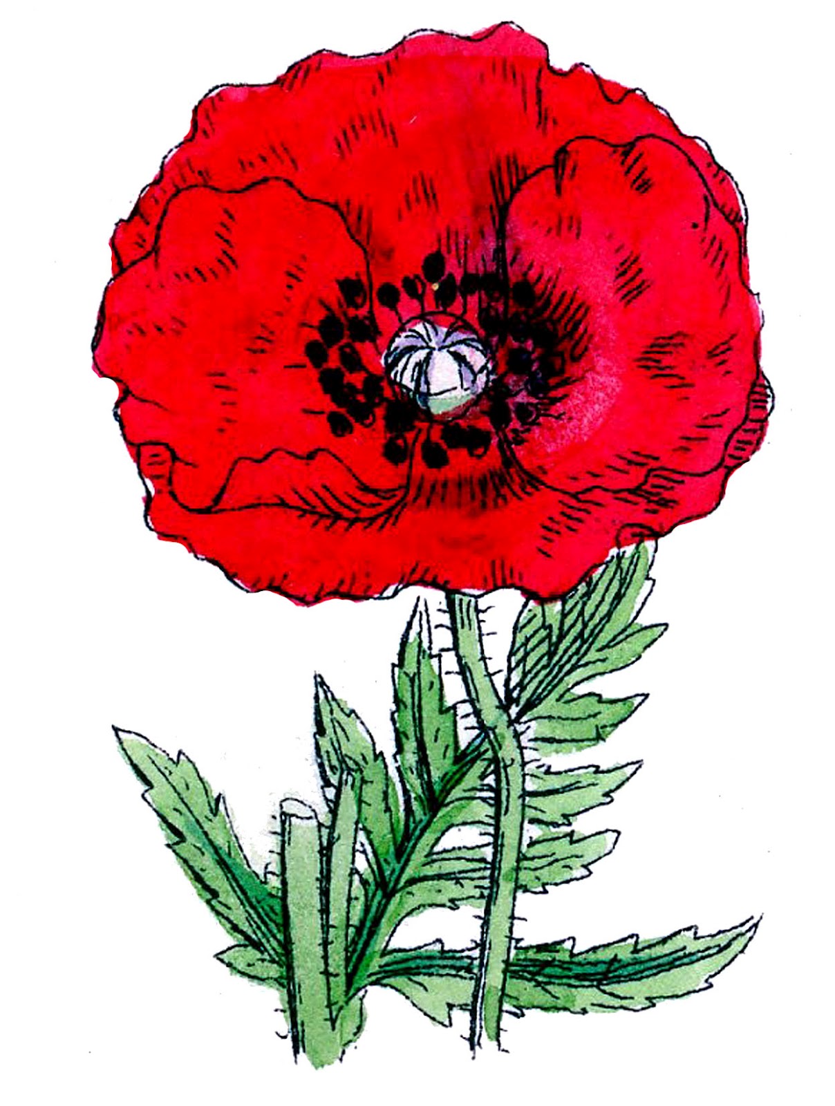 Vintage Botanical Clip Art   Poppies   The Graphics Fairy