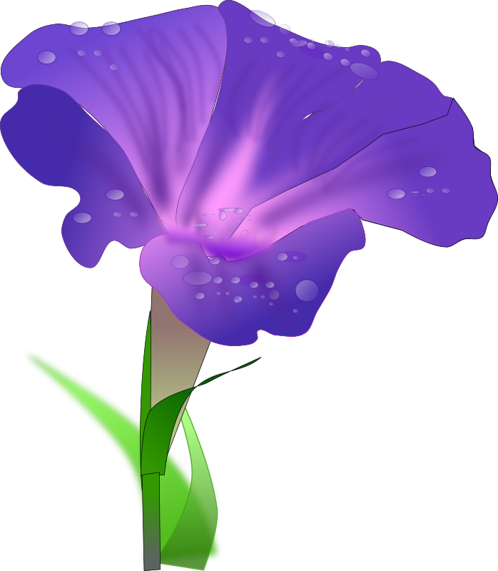 Morning Glory By Netalloy   Morning Glory Is A Common Name For Over