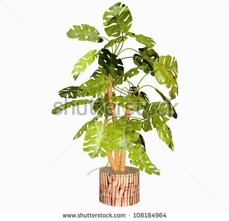 Tropical Philodendron Plant In 3d Stock Photo 108184964   Shutterstock