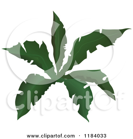 Tropical Plant Clip Art Tropical Plant   Clipart