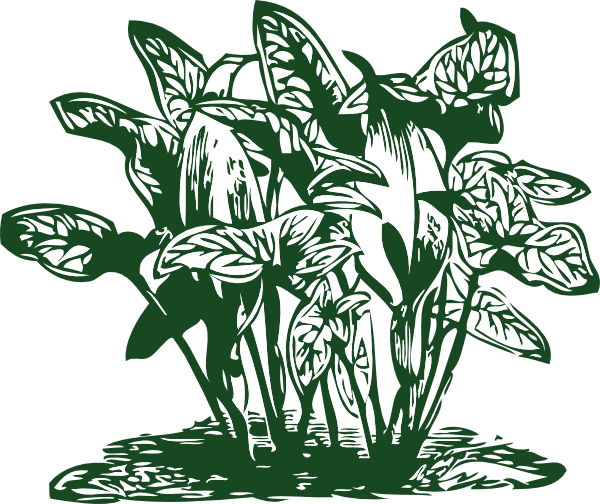 Tropical Plants Clip Art At Clker Com   Vector Clip Art Online