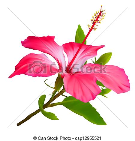 Vector   Flower Hibiscus  Hawaiian Aloha Tropical Plant   Stock