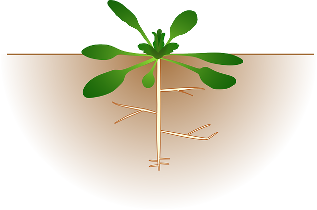 Flower Plant With Roots   Clipart Panda   Free Clipart Images
