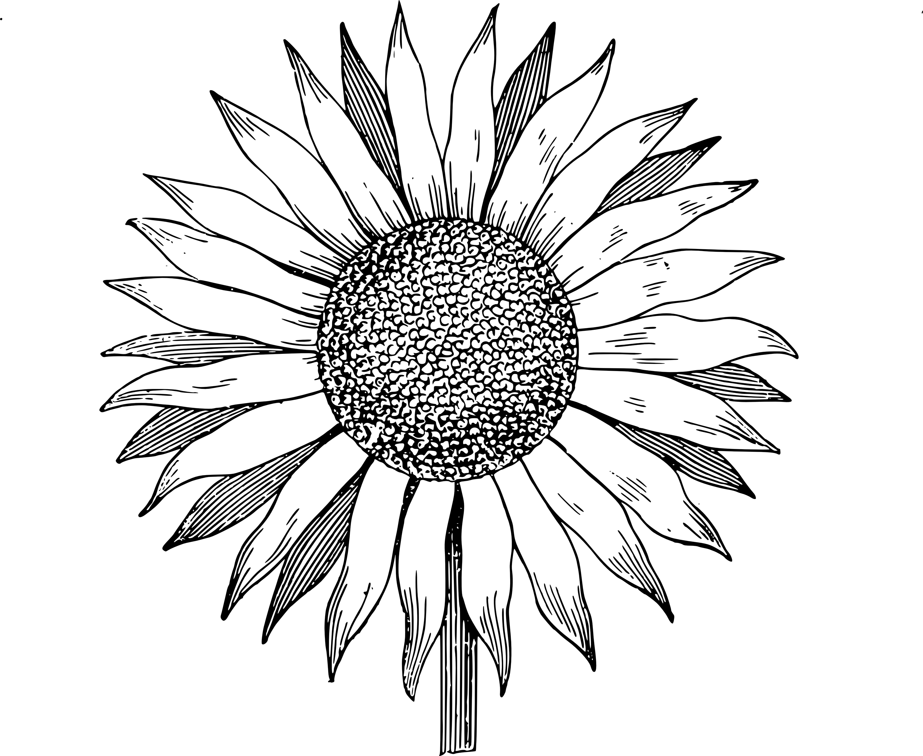 Free Clip Art Sunflower Vector Image   Clip Art Department