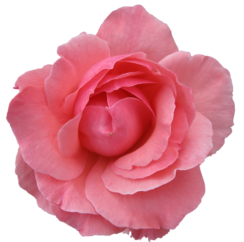 Wild Sweet Rose With Transparent Background