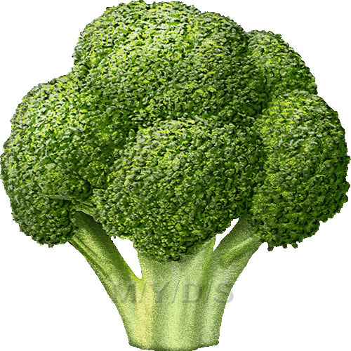 Broccoli Clipart Picture   Large