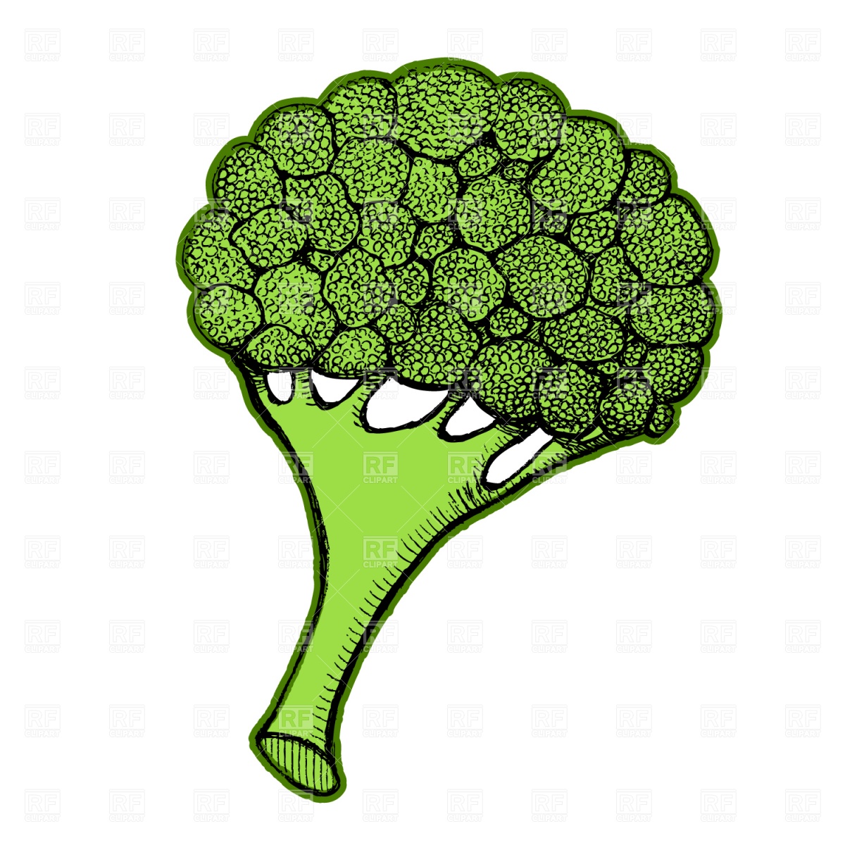 Broccoli Download Royalty Free Vector Clipart  Eps