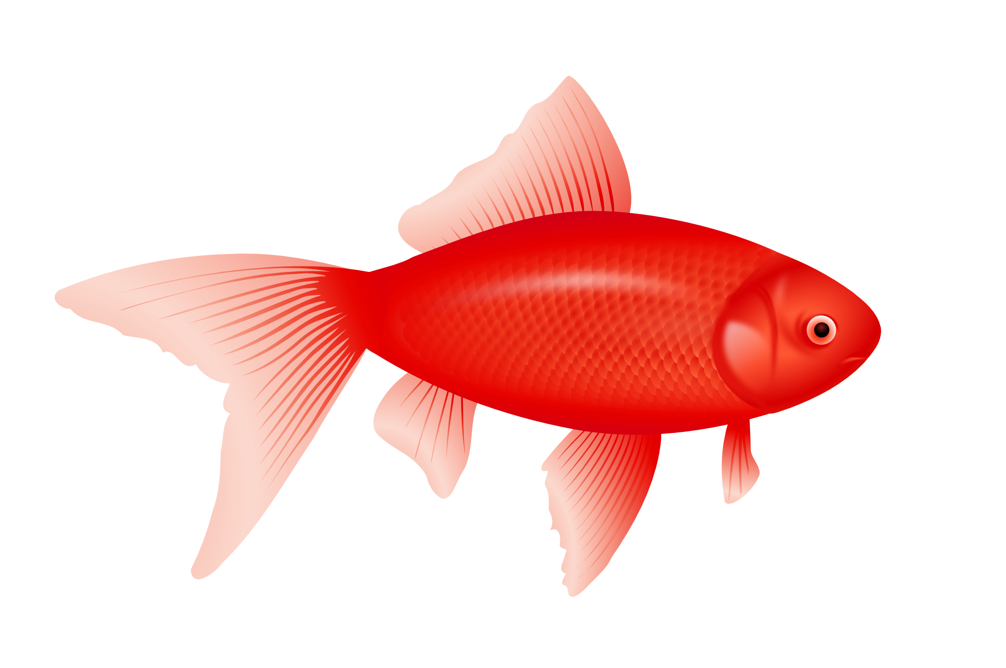 Red Fish Png Image   Red Fish Png Image
