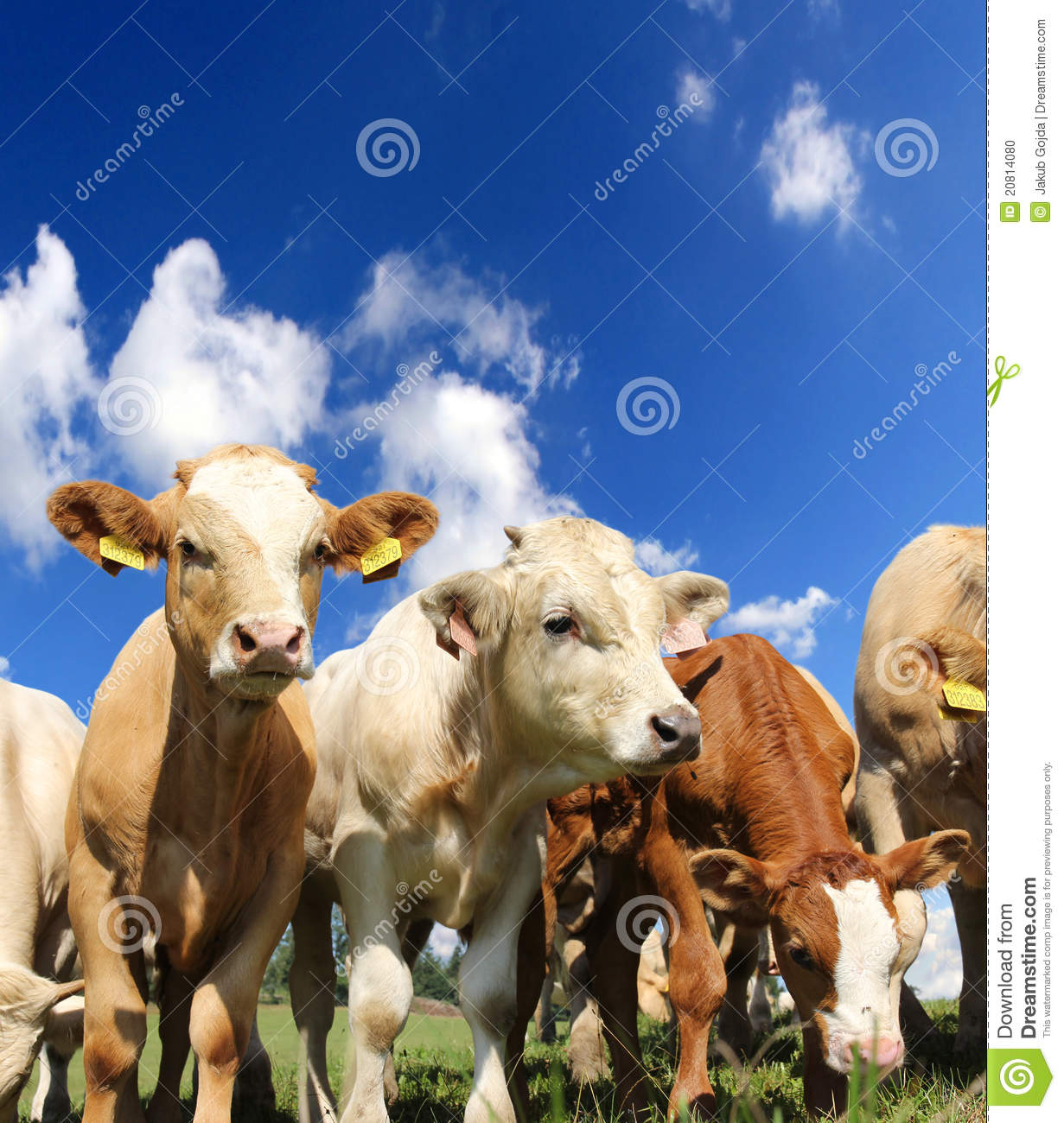 Cow Herd Stock Photo   Image  20814080