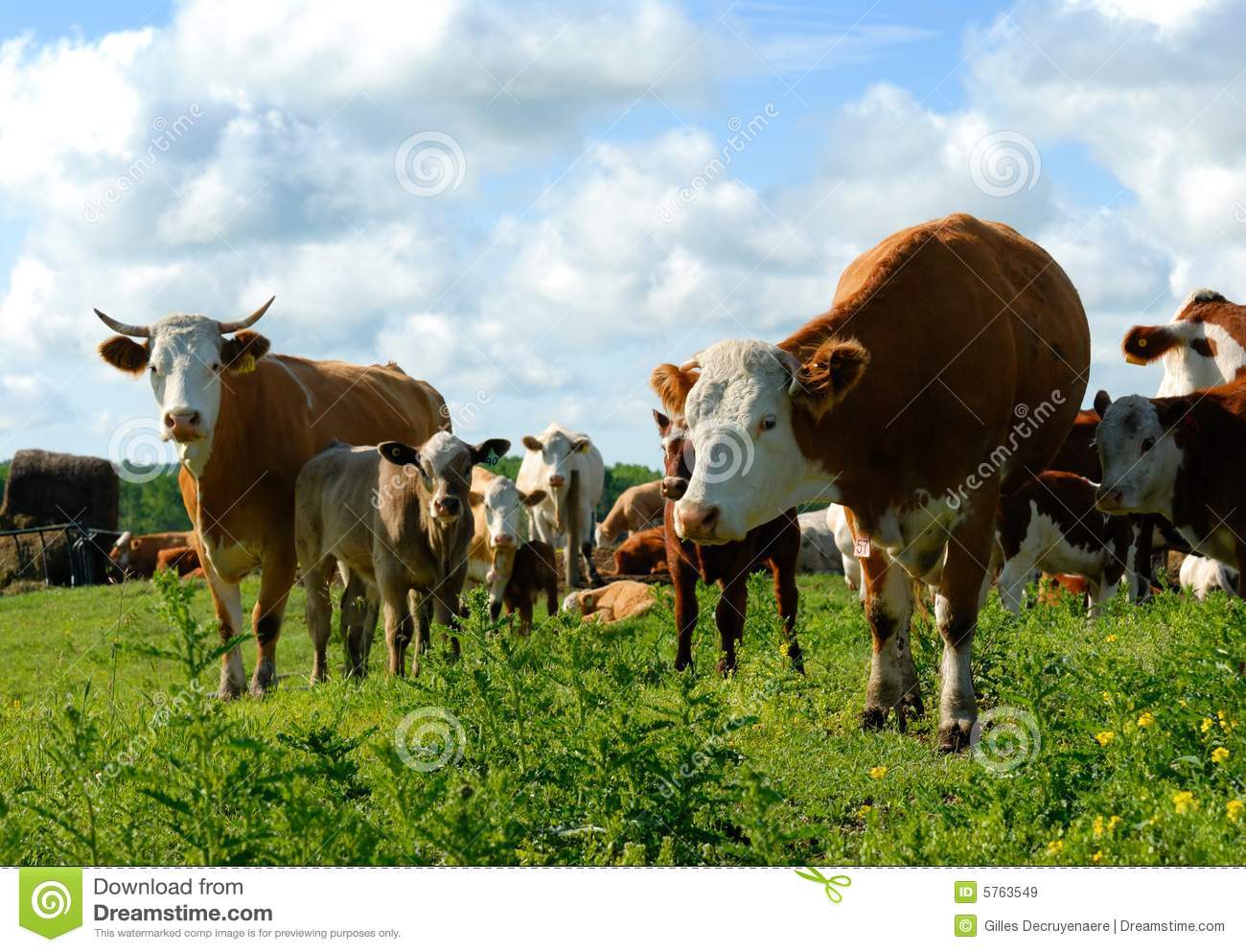 Dairy Cows In A Herd Royalty Free Stock Images   Image  5763549