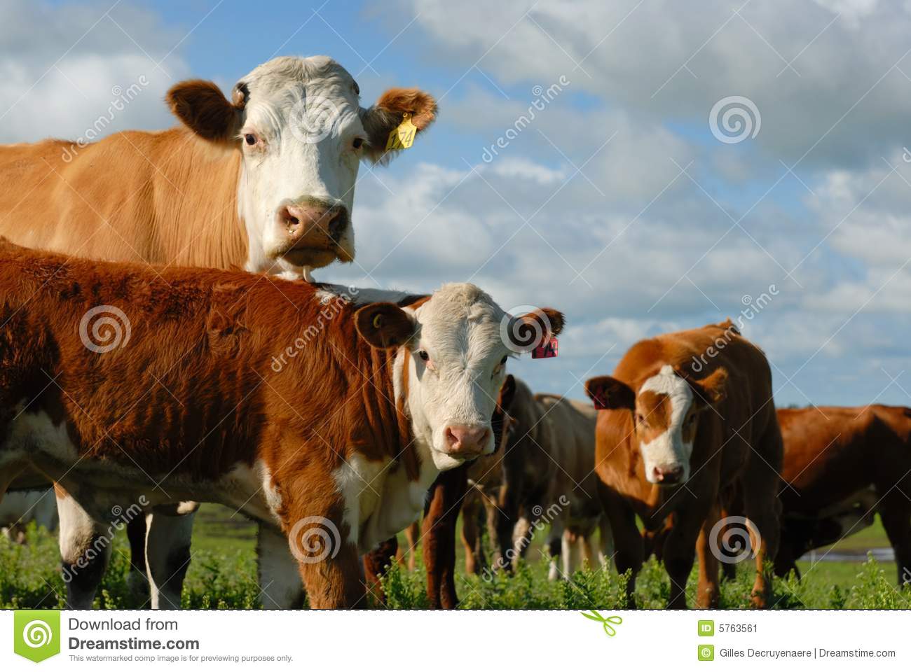 Dairy Cows In A Herd Stock Image   Image  5763561