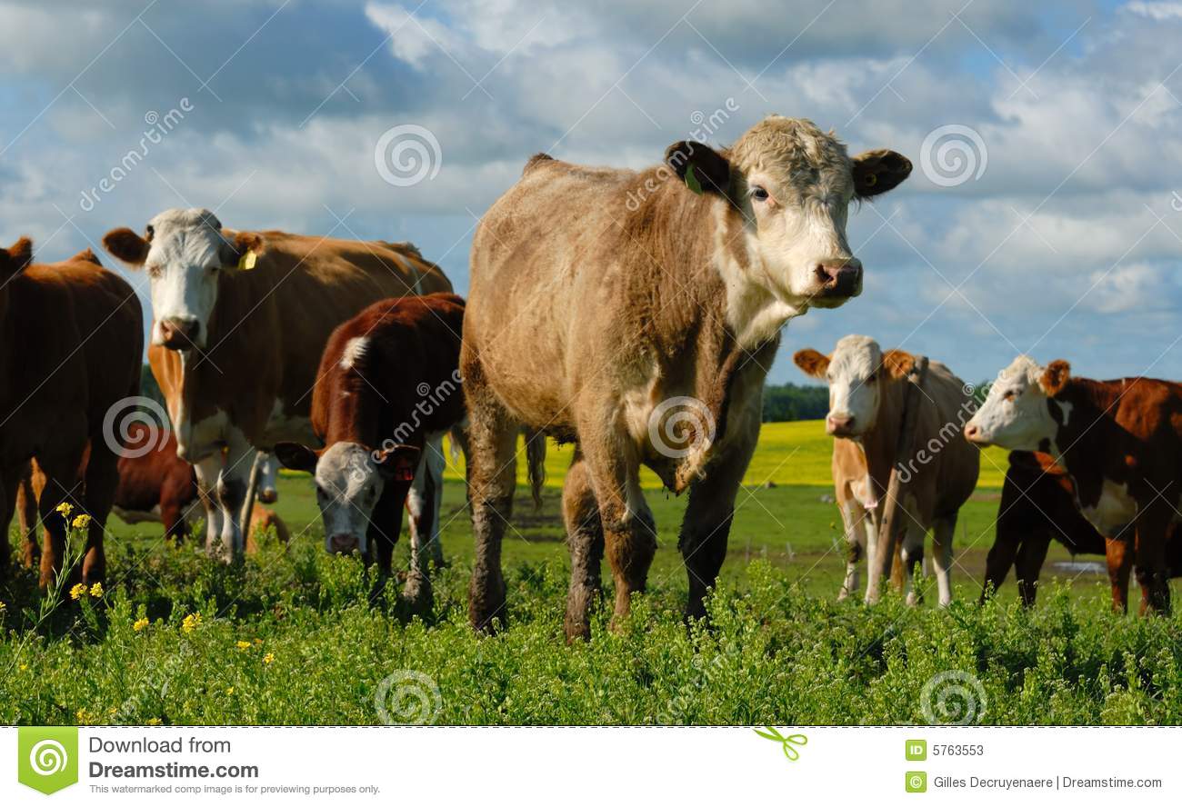 Dairy Cows In A Herd Stock Photos   Image  5763553