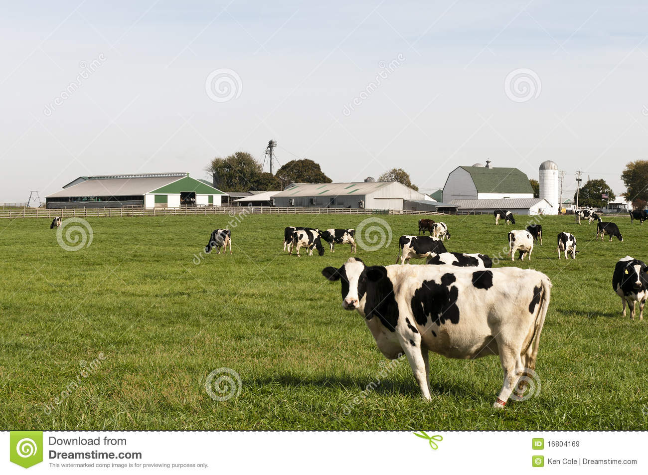Herd Of Black And White Holstein Dairy Cows In A Farm Pasture  Farm