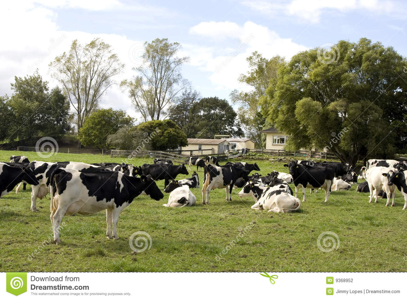 Herd Of Dairy Cows Stock Photography   Image  9368952