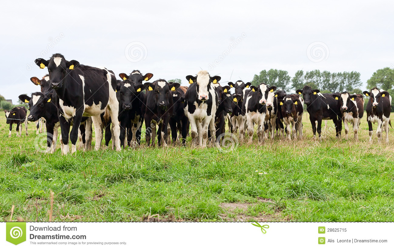 Herd Of Inquisitive Black And White Holstein Friesian Cows Standing    