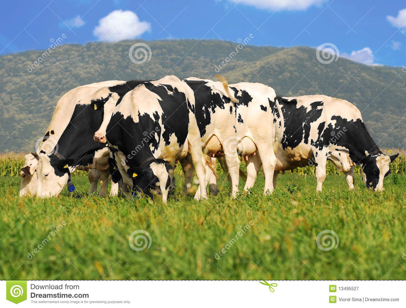 Holstein Cows On Grass Field Royalty Free Stock Photography   Image