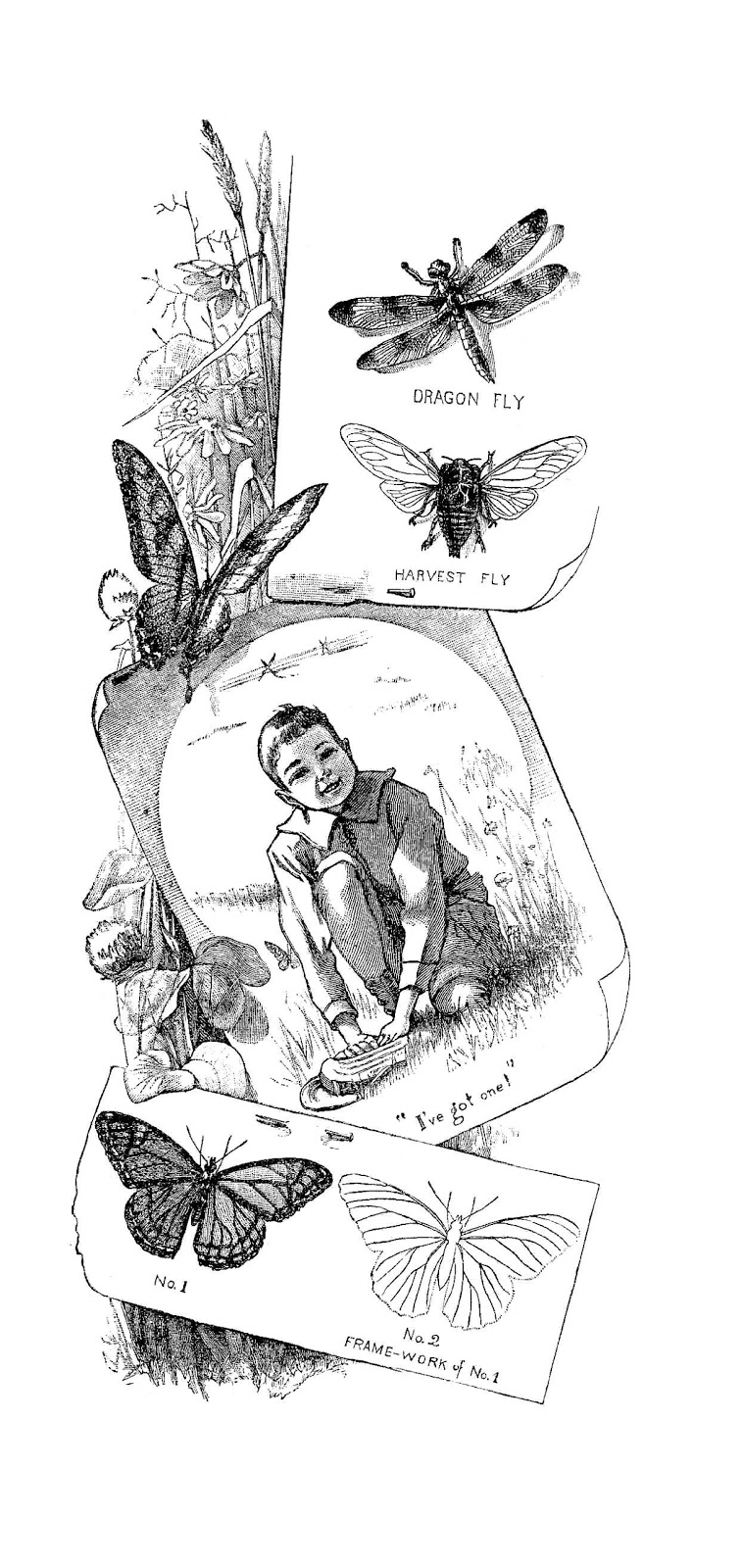 Black And White Illustration  Insect Clip Art From Victorian Storybook