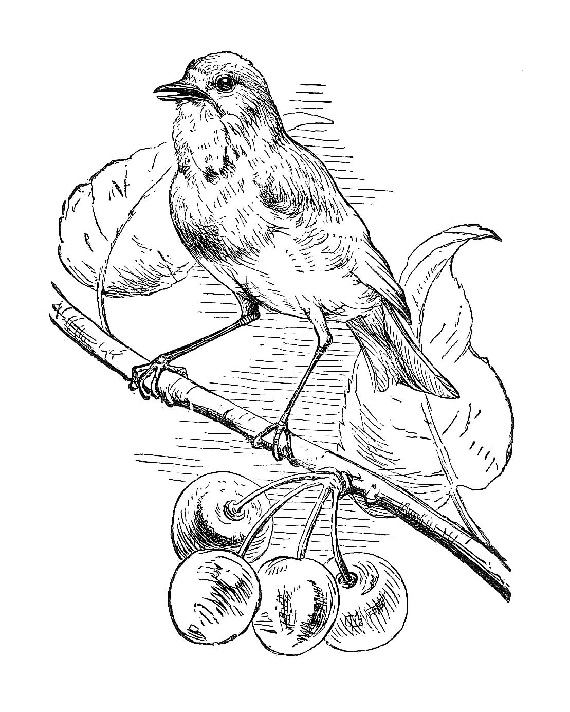 Free Black And White Illustration  Bird Clip Art From Victorian