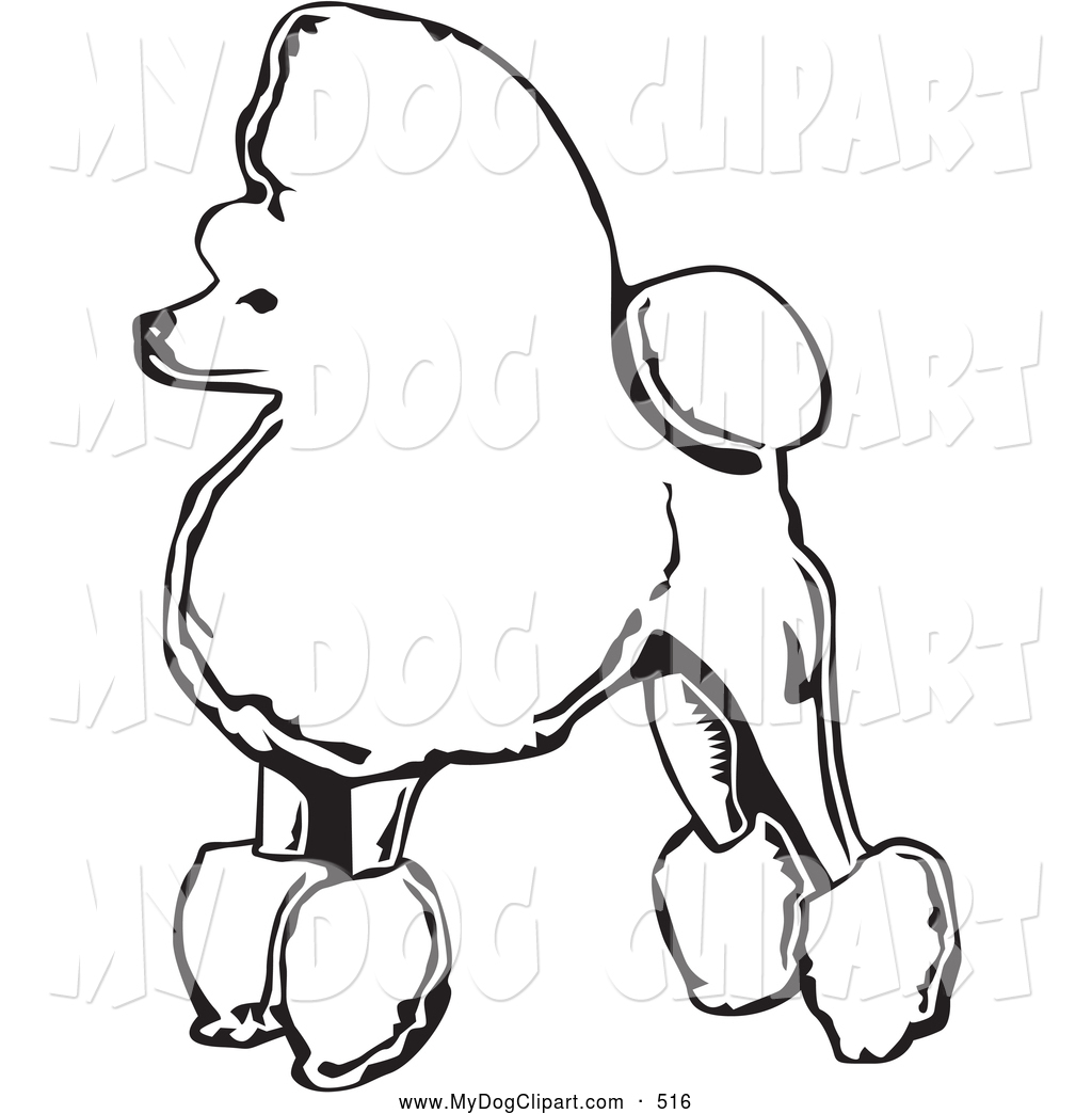 Cute And Fancy Toy Poodle Dog Standing In Profile Facing Left On A