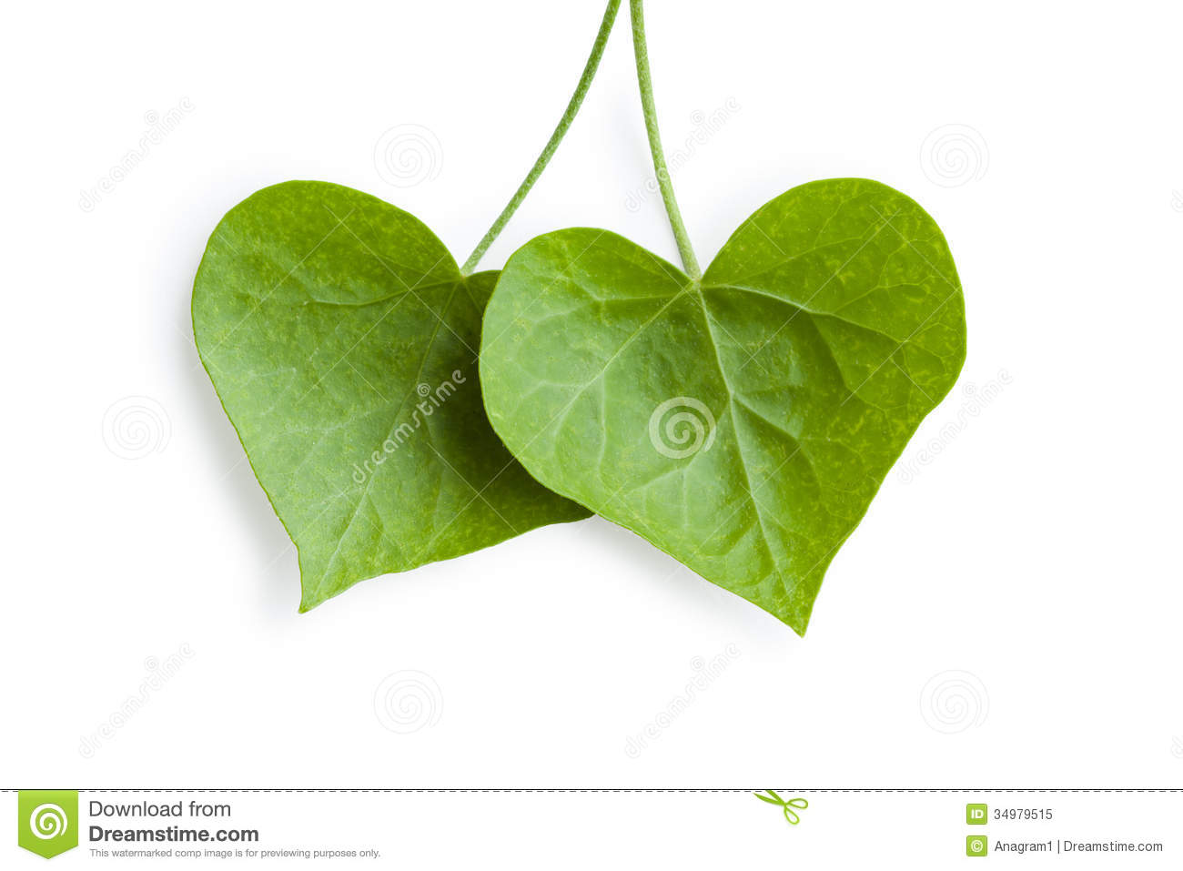 Heart Shaped Leaf Clip Art Heart Shaped Ivy Leaves On
