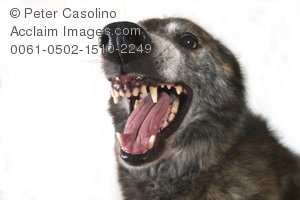 Pictures Snarling Dog Clipart   Snarling Dog Stock Photography