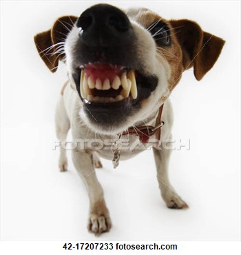 Stock Photo   Jack Russell Terrier Snarling  Fotosearch   Search Stock