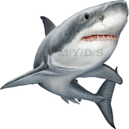 Great White Sharks Clipart Picture   Large